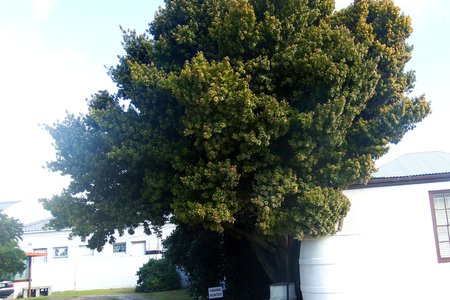 Wyle Enna de Lange se “gedoemde” geelhoutboom wat sy in 1972 vanaf Oos-Londen gebring het en hier geplant het
